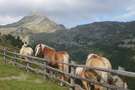 Haflingerpferde in den Bergen Südtirols
